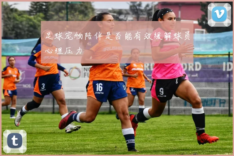 足球宠物陪伴是否能有效缓解球员心理压力